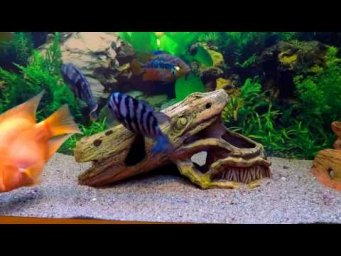 Cichlasoma black-striped - guard the eggs! Цихлозомы чернополосые - охраняют икру!