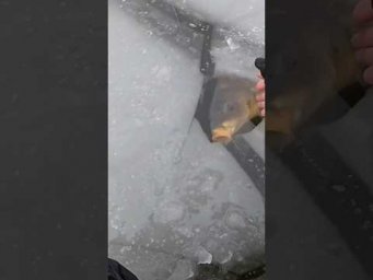 Мамка САЗАНА клюнула  #рибалка  #сазан  #короп