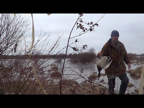 Открытие весенней охоты на Селезня с подсадной НА СЕВЕРНОМ УРАЛЕ.