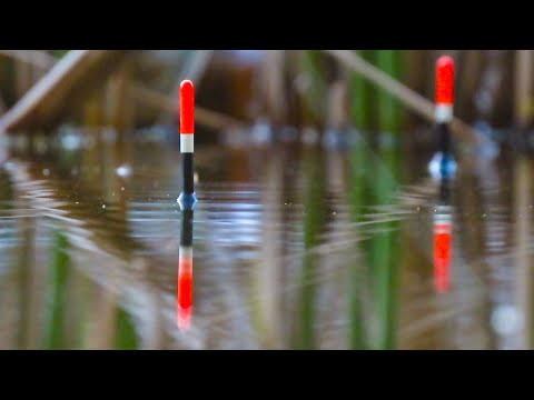 Лолвя карася на мастирку в молодому очереті  на поплавок