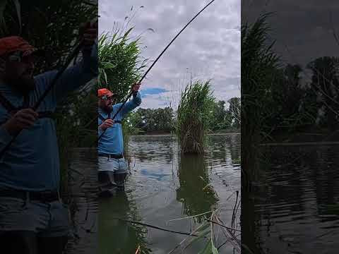 Опариш пінотісто опариш і карась ваш