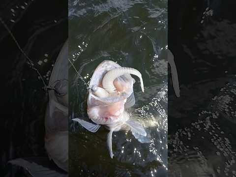 Одна из причин, почему не стоит бояться использовать большие размеры Frapp Placoid 