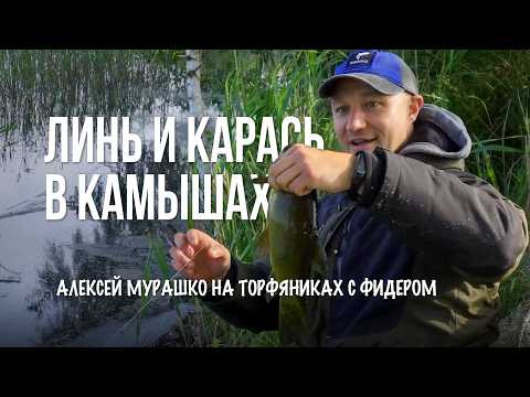 Непредсказуемая рыбалка с фидером на торфянике — линь и карась в камышах Непредсказуемая рыбалка с фидером на торфянике — линь и карась в камышах