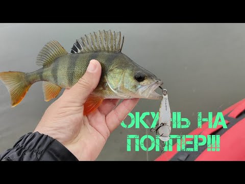 НАРВАЛСЯ НА ЖОР ОКУНЯ, ПОКАЗЫВАЮ ГДЕ ОН И КАК ЛОВИТЬ!!! ОКУНЬ НА ПОППЕР!!!