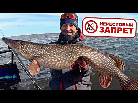 ПОРОЛКА Толстых рыб в до НЕРЕСТОВЫЙ ЗАПРЕТ! ЧЕРВИ на ТРОФЕЙНУЮ щуку!