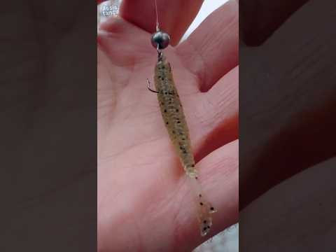 Сьедобный силикон - самый уловистый. #assistancetv #рыбалка #fishing Сьедобный силикон - самый уловистый. #assistancetv #рыбалка #fishing