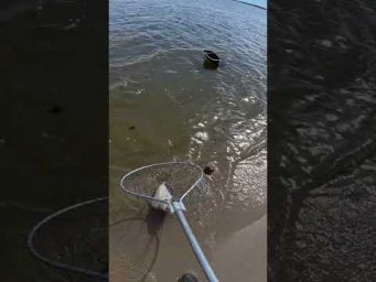 Як він це робить #рибалка #fishing #carp