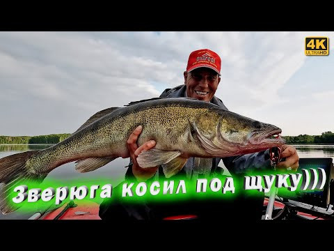 Трофейный судак клюнул в прямом эфире. Рыбалка с Panoptix LiveScope Трофейный судак клюнул в прямом эфире. Рыбалка с Panoptix LiveScope