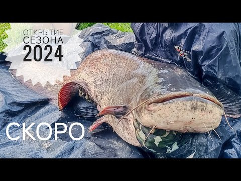 ЛОВЛЯ СОМА. Открытие сезона 2024. Трейлер