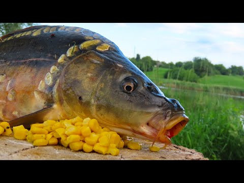 Ловля коропа на солодку кукурудзу Ловля коропа на солодку кукурудзу