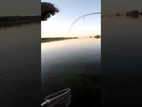 ТОП Лижа на ТРОФЕЙ #судак #shorts #рибалка ТОП Лижа на ТРОФЕЙ #судак #shorts #рибалка