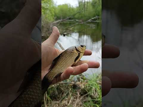 Ловля карася #fishing #serginio #карасьнапоплавок #карасьнаудочку