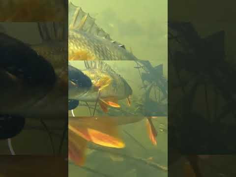 Хороший окунь