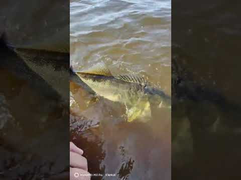 Рыбалка с гидом на Рыбинском водохранилище 