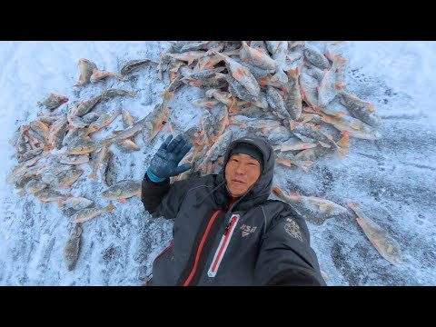 Один день на льду - и вот результат. Посмотрите каких монстров мы выловил. Один день на льду - и вот результат. Посмотрите каких монстров мы выловил.
