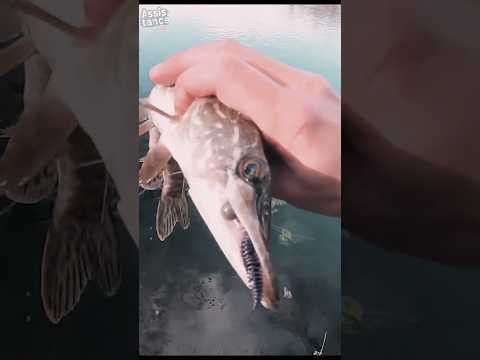 Щука на ультралайт осенью #assistancetv #fishing #ультралайт #рыбалка #щука Щука на ультралайт осенью #assistancetv #fishing #ультралайт #рыбалка #щука