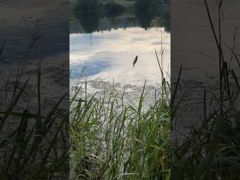 Только на это ловлю плотву #рыбалкакстово #плотва #fishing #рыбалканаплотву Только на это ловлю плотву #рыбалкакстово #плотва #fishing #рыбалканаплотву
