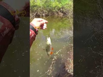 Голавль на ультралайт Весной
