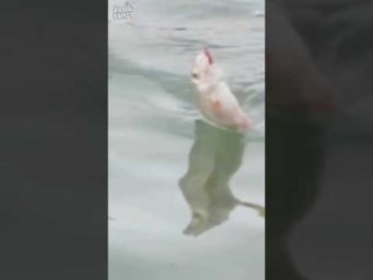 Осенняя рыбалка на ПАЛЕЦ и ПОПЛАВОК    #assistancetv #рыбалка  #fishing