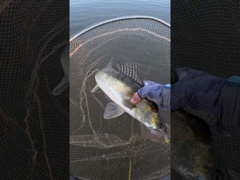 #fishing #спінінг #azura
