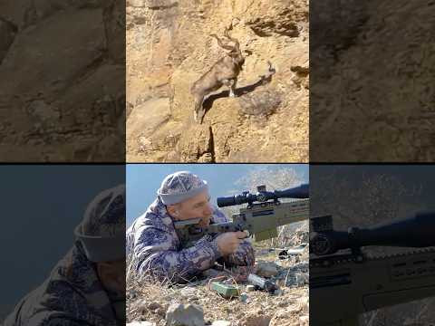 Попал в Мархура первым выстрелом! [ AXMC338, 338LM ]  #охота