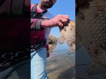 Хто ЛИНІ хто КАРАСІ тут ловили ВСІ #рибалка #fishing #карась