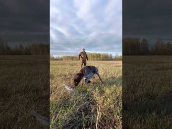 Ч&euml;ткая подача тушки дичи Дратхааром! 