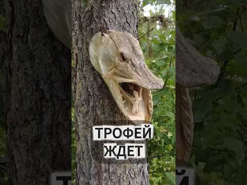 Твой ТРОФЕЙ ждет тебя 