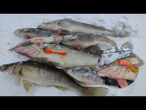 Судак АТАКУЕТ БЕЗ РАЗДУМИЙ! Балансир ХАМСА творит чудеса! Жигулевское море в Январе Судак АТАКУЕТ БЕЗ РАЗДУМИЙ! Балансир ХАМСА творит чудеса! Жигулевское море в Январе