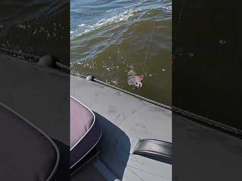 Напрацьовані точки дають результат #fishing #рибалка #shorts
