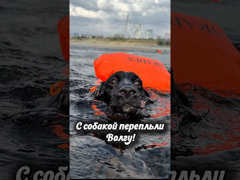 Переплыли с собакой Волгу. #обучениеплаванию #максимлубягин #волгоград #студиядвижениячеловека Переплыли с собакой Волгу. #обучениеплаванию #максимлубягин #волгоград #студиядвижениячеловека
