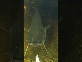 Очень удачная встреча сома на подводной охоте