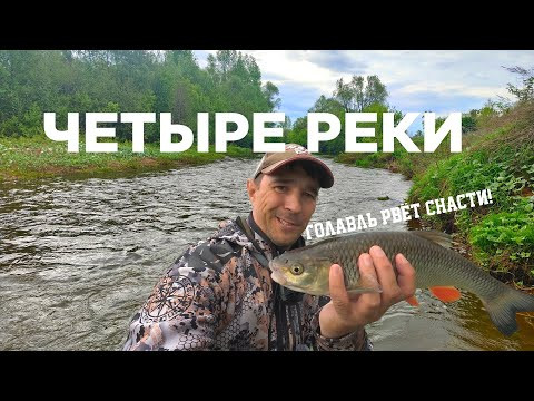 РЫБАЛКА НА ЧЕТЫРЁХ РЕКАХ ЗА ОДИН ДЕНЬ! ГОЛАВЛЬ РВЁТ СНАСТИ! РЫБАЛКА НА ЧЕТЫРЁХ РЕКАХ ЗА ОДИН ДЕНЬ! ГОЛАВЛЬ РВЁТ СНАСТИ!