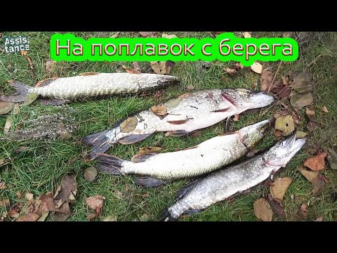 ЩУКА рвёт снасти. УДОЧКА поплавчанка на реке Северский Донец ЩУКА рвёт снасти. УДОЧКА поплавчанка на реке Северский Донец
