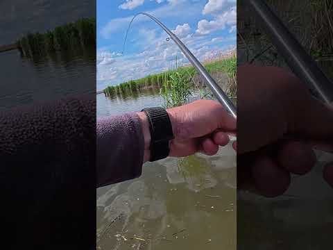 Лящ підняв КИВОК І ПОЧАЛОСЬ #рибалка #fishing #карась