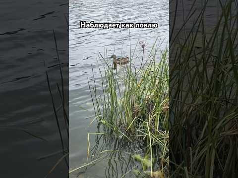 Наблюдает как я ловлю #рыбалкакстово #рыбалка #плотва #утка Наблюдает как я ловлю #рыбалкакстово #рыбалка #плотва #утка