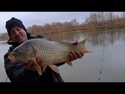 От холодной воды сводит руки, а САЗАН КЛЮЁТ на Дону! От холодной воды сводит руки, а САЗАН КЛЮЁТ на Дону!
