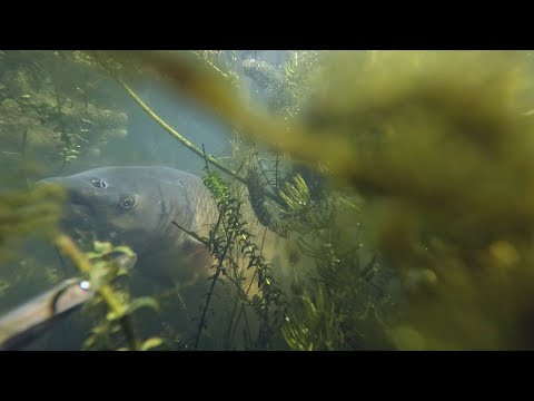 Встреча с трофеем