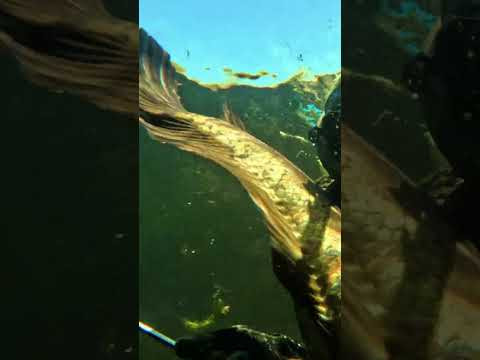 Выстрел по рыбе! Выстрел по рыбе!