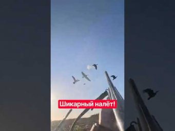Шикарный налёт казарки #hunting #охотник #охотанагуся #охотанаказарку