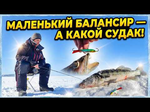 Маленький балансир &mdash; а КАКОЙ судак схватил! 