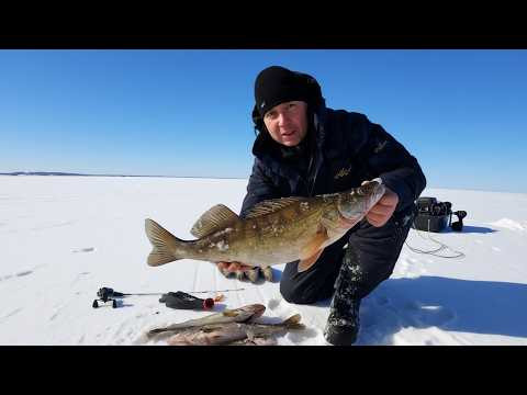 ПРИШЛА ВЕСНА и СУДАК ВЫШЕЛ НА МЕЛЬ. Ловля судака на вибы со льда. Рыбалка 2026. ПРИШЛА ВЕСНА и СУДАК ВЫШЕЛ НА МЕЛЬ. Ловля судака на вибы со льда. Рыбалка 2026.
