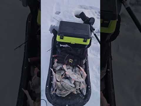 Icefishing. Winter fishing. Зимняя рыбалка. Icefishing. Winter fishing. Зимняя рыбалка.