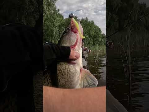 РИБА ДУРІЄ від цієї ПРИМАНКИ #bereg #beregfishing #fishing РИБА ДУРІЄ від цієї ПРИМАНКИ #bereg #beregfishing #fishing
