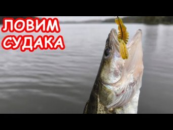 ЛОВЛЯ СУДАКА НА ДЖИГ. РЫБАЛКА НА СПИННИНГ