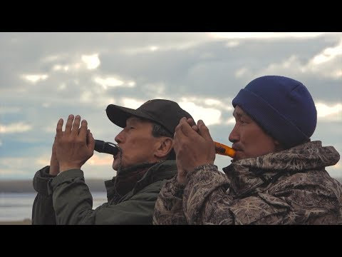 Охота на пролетного гуся в Центральной Якутии Охота на пролетного гуся в Центральной Якутии