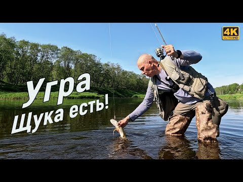 Щука на реке Угра, но хотелось голавля