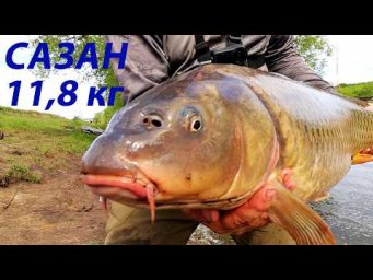 Весенний сазан! Бешеные поклёвки с первой минуты!