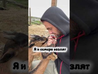 Я и семеро козлят! Побывали в домашнем хозяйстве. Все живут мило в полной гармонии.