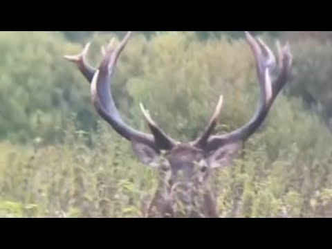 Отличная охота на Благородного оленя на реву  2026!!!